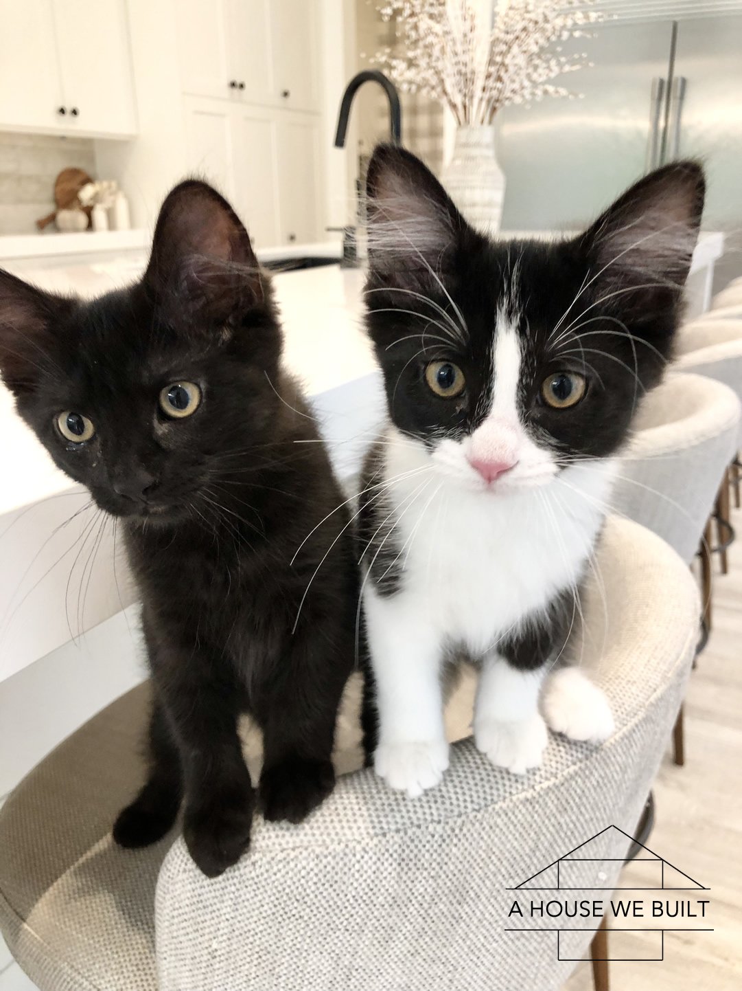 The Scaredy-Cat Kitten - Twin Sisters